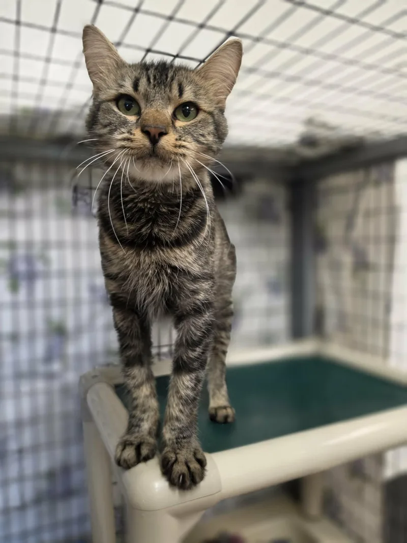 An adult small-sized female Tabby (Brown / Chocolate) Domestic Short Hair cat named Sweetpea for adoption in Grants Pass, OR