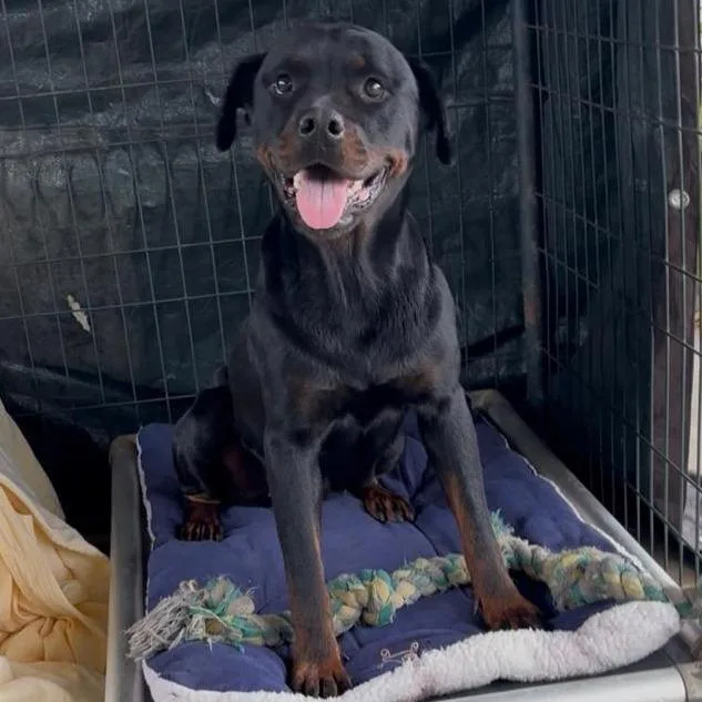 An adult medium-sized female Brown / Chocolate Rottweiler dog named Ember for adoption in West Islip, NY