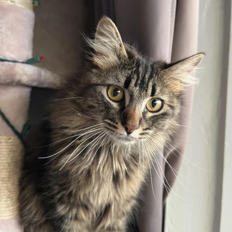 A young medium-sized female Brown / Chocolate Domestic Long Hair cat named Mrs. Potts for adoption in Durango, CO