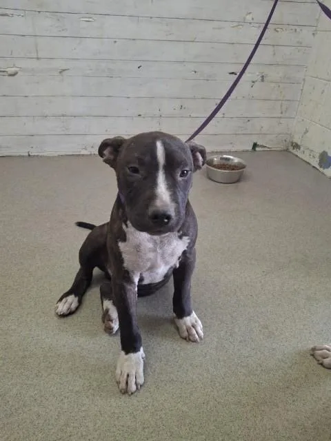 A baby small-sized male Pit Bull Terrier dog named Waffel for adoption in San Bernardino, CA