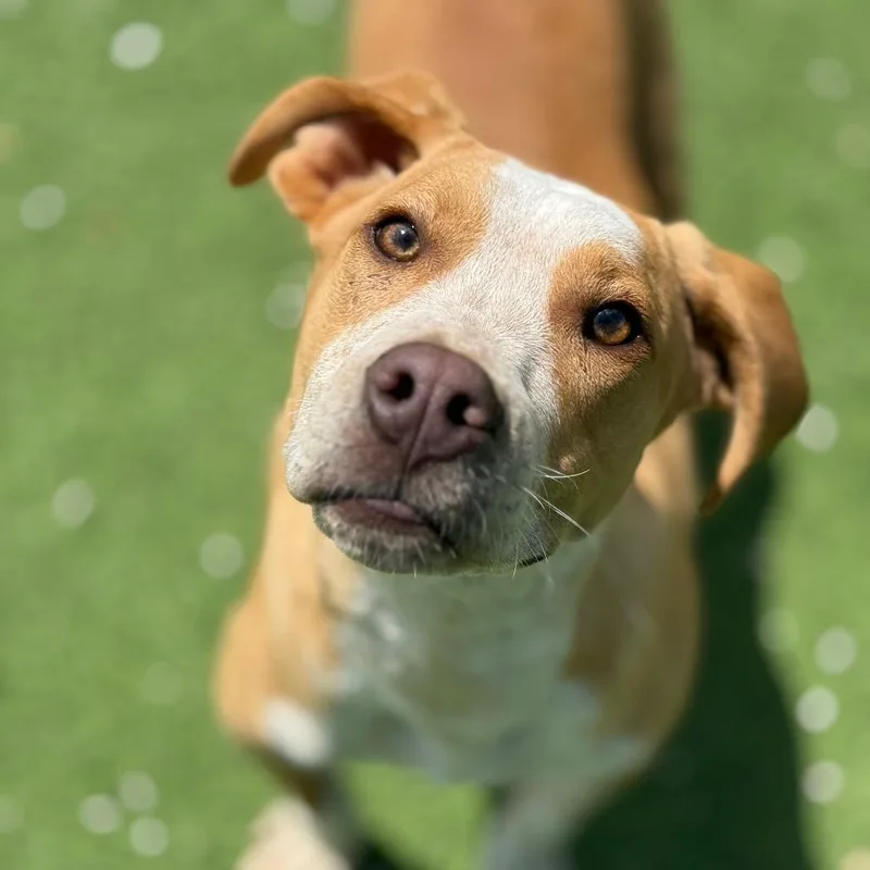 An adult small-sized male Yellow / Tan / Blond / Fawn Beagle dog named Bruce Aka Guido for adoption in LOXAHATCHEE, FL