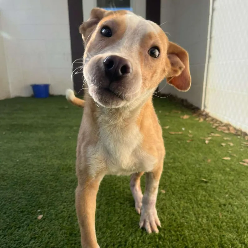 Bruce Aka Guido thumbnail 2