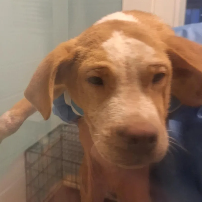 Bruce Aka Guido thumbnail 6