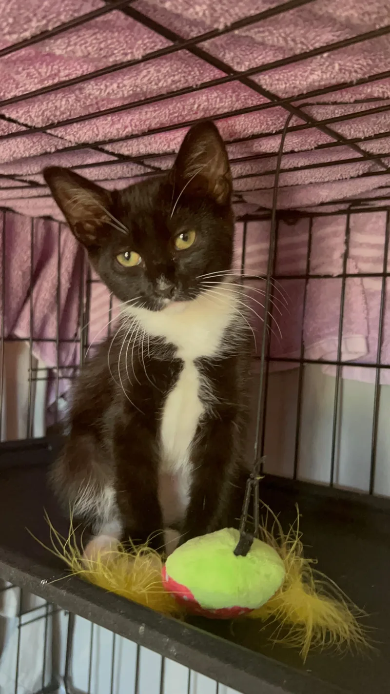 A baby medium-sized female Domestic Short Hair cat named Jasmine for adoption in Pittsburgh, PA