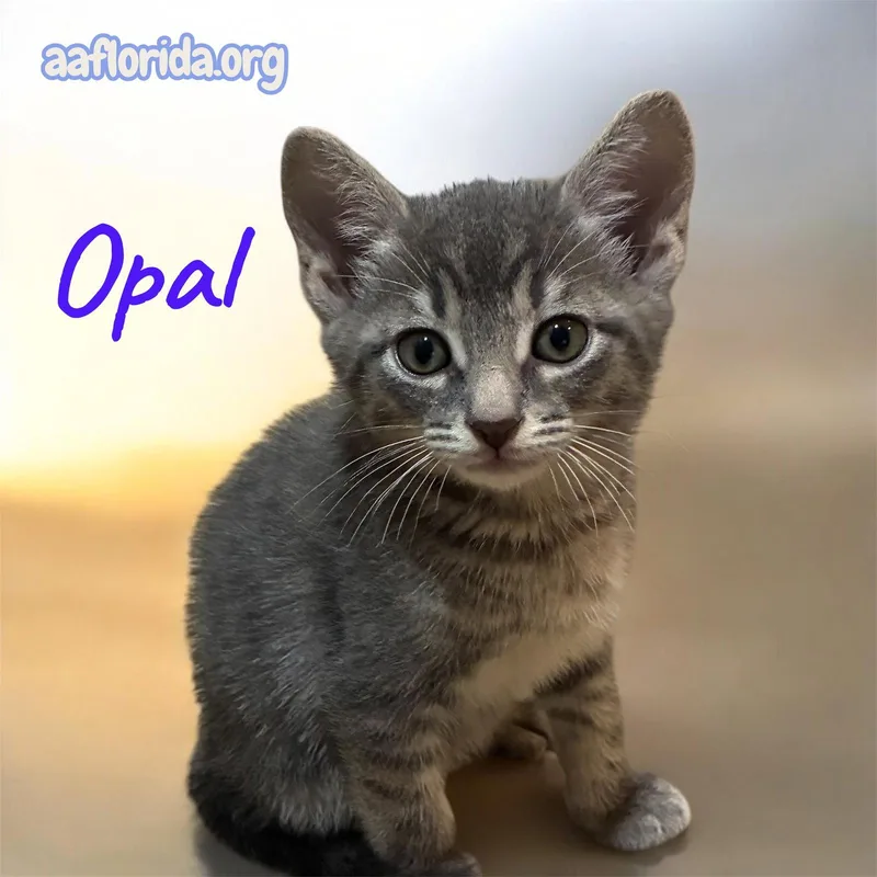 A young medium-sized female Gray / Blue / Silver Tabby cat named Opal for adoption in Pensacola, FL