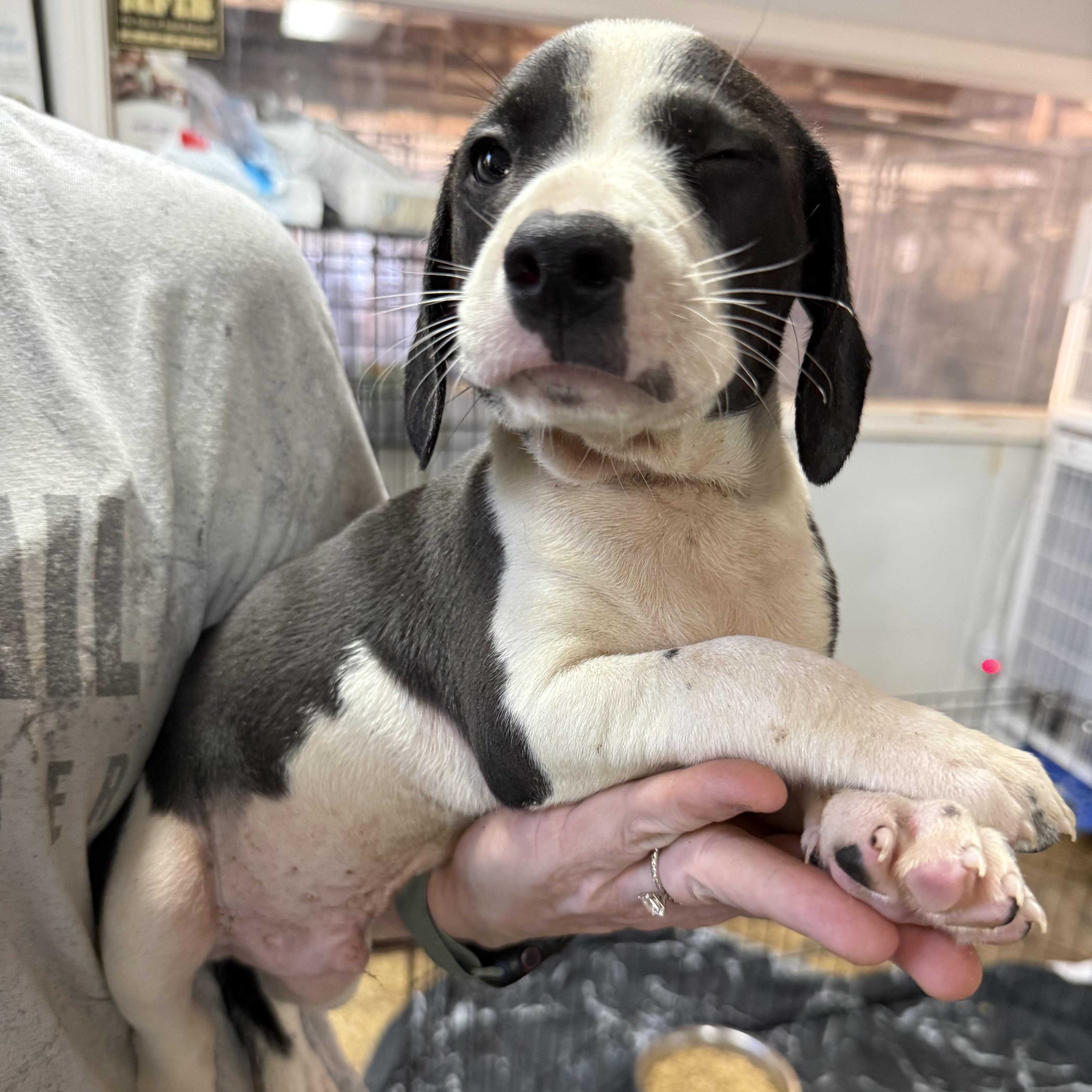 A baby medium-sized male Mixed Breed dog named French Cruller for adoption in Columbia, SC