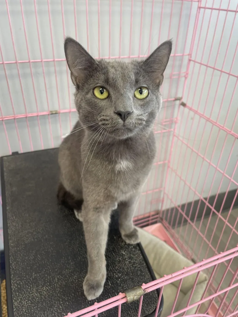 An adult medium-sized male Gray / Blue / Silver Russian Blue cat named Truett for adoption in Georgetown, KY