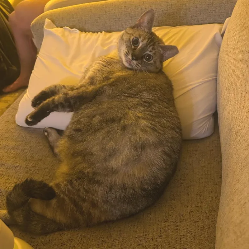 Elsie thumbnail 2