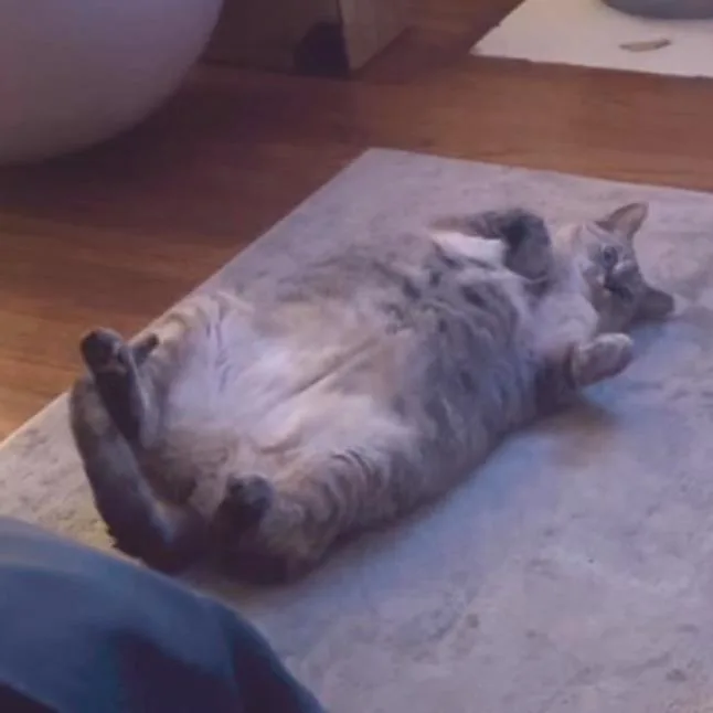 Elsie thumbnail 3