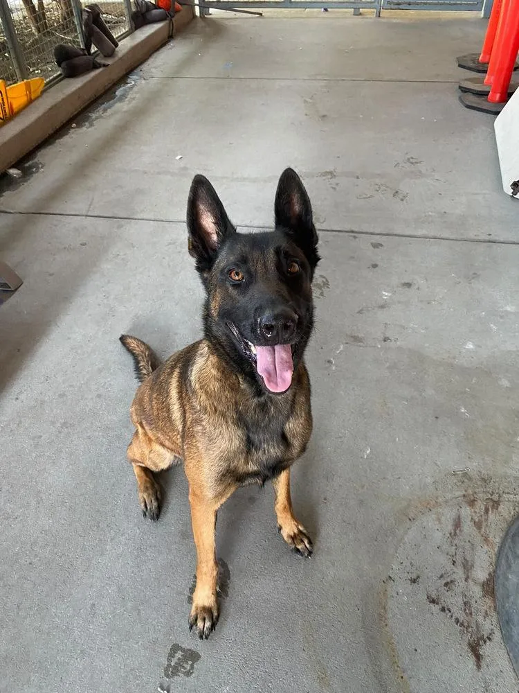 A young large-sized female Tricolor (Brown, Black, & White) Belgian Shepherd / Malinois dog named Gemma Located in for adoption in Imlay City, MI