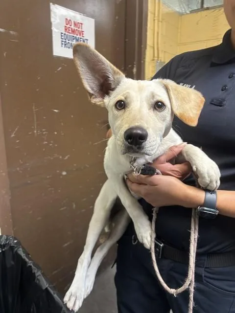 A baby small-sized female German Shepherd Dog dog named Sandy for adoption in Stockton, CA