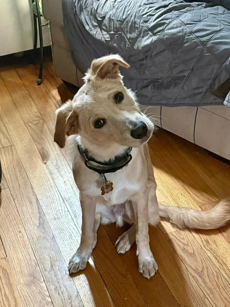 A baby medium-sized male Brown / Chocolate Mixed Breed dog named Sugar for adoption in Valley Stream, NY