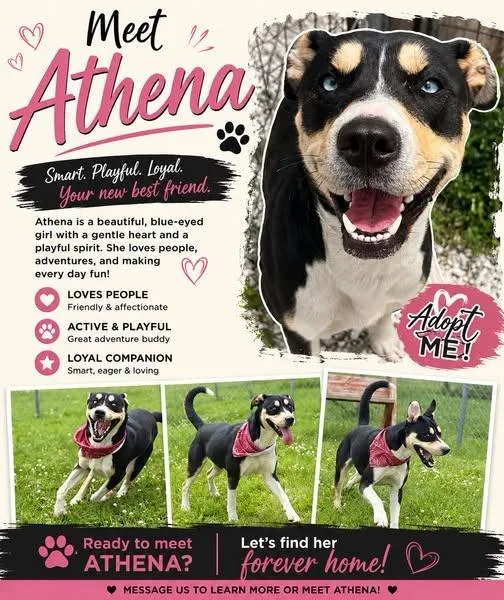 A young medium-sized female Husky dog named Athena for adoption in Rensselaer, IN