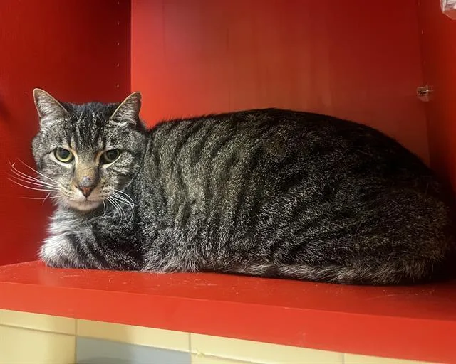 An adult small-sized male Domestic Short Hair cat named Chico for adoption in Denver, CO