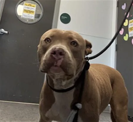 An adult extra large-sized female Pit Bull Terrier dog named Ivy for adoption in Los Angeles, CA