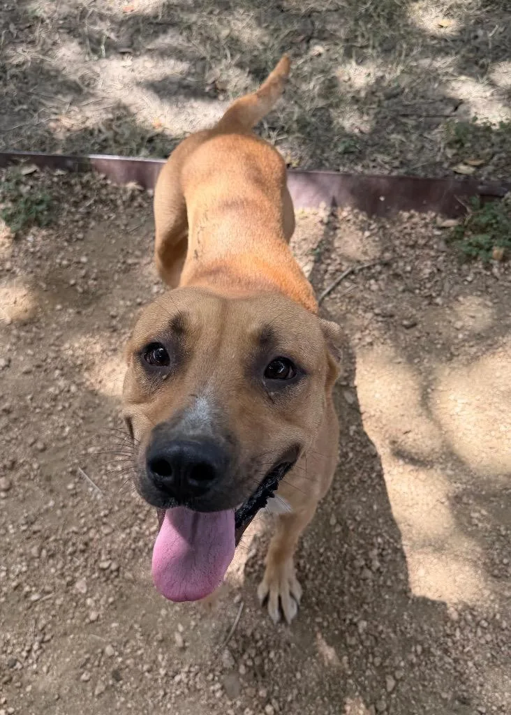 An adult large-sized male Black Mouth Cur dog named Billy for adoption in Missouri City, TX