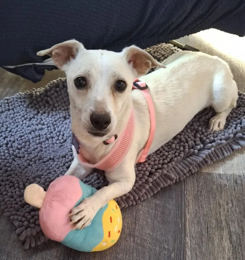 An adult small-sized female White / Cream Jack Russell Terrier dog named Gertie for adoption in Eugene, OR