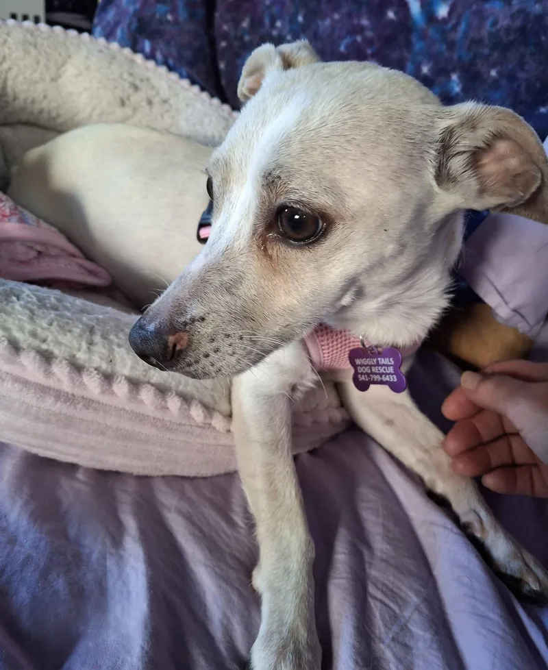 Gertie thumbnail 2