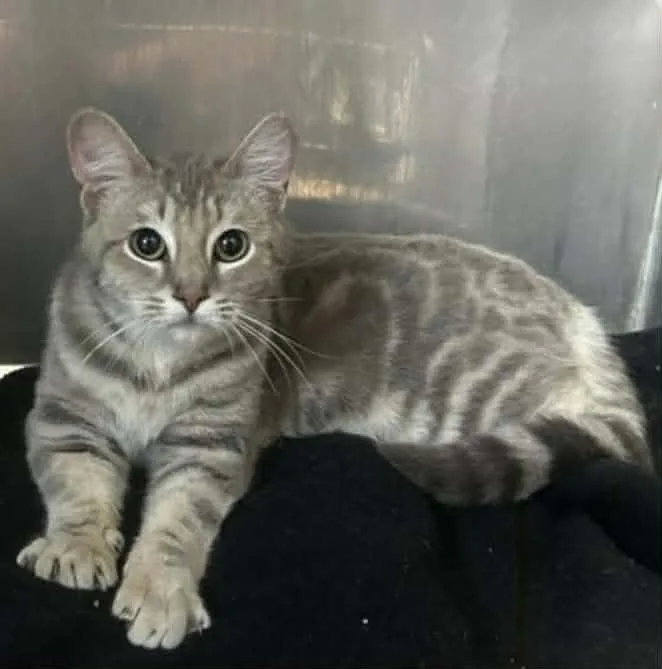 A young small-sized female Tabby (Gray / Blue / Silver) Tabby cat named Bethel for adoption in Antioch, CA