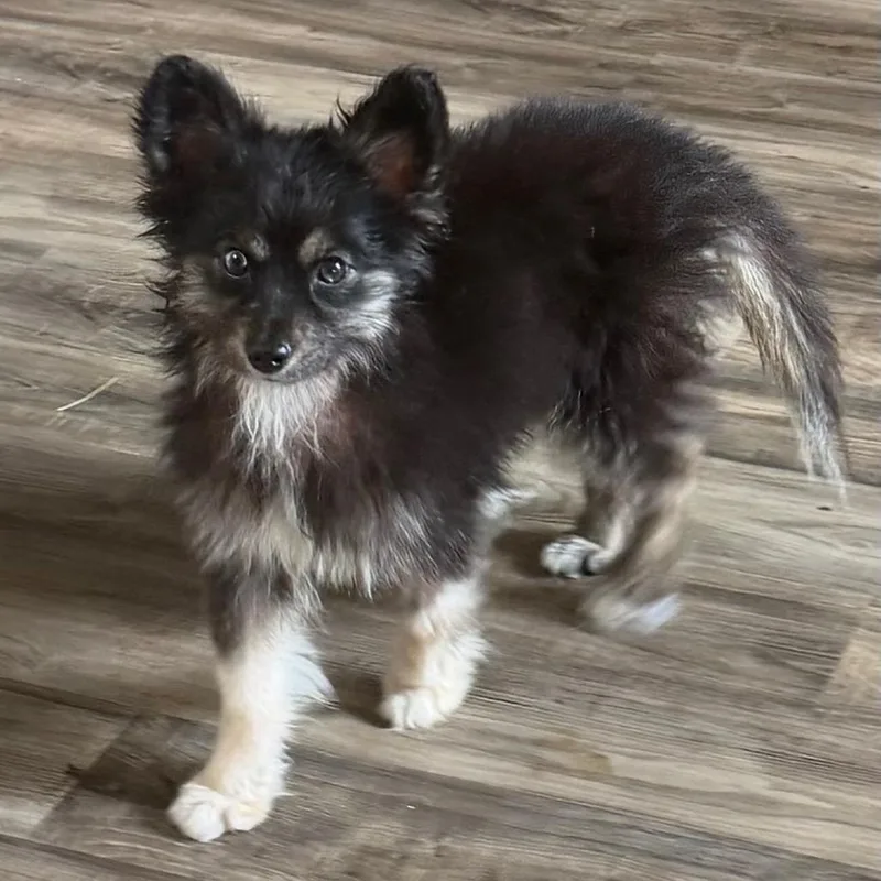 A young small-sized female Black Pomeranian dog named Catwoman for adoption in Las Vegas, NV