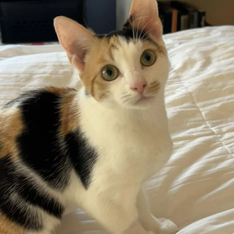 Radiance thumbnail 2