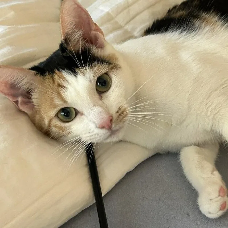 Radiance thumbnail 3