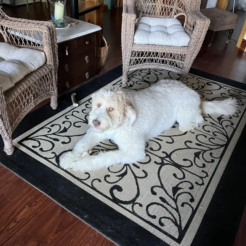 An adult large-sized male White / Cream Great Pyrenees dog named Berkley for adoption in Spartanburg, SC