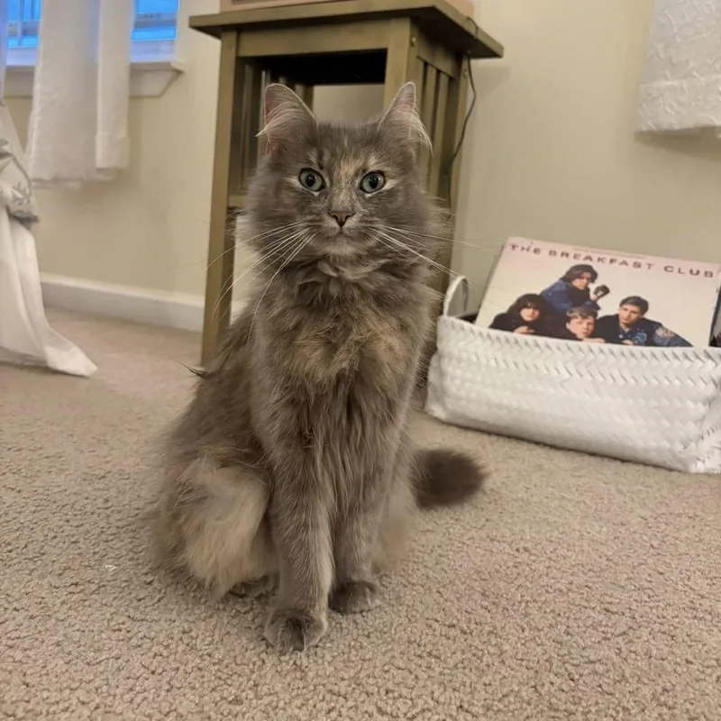An adult medium-sized female Tortoiseshell Domestic Medium Hair cat named Lola for adoption in Harrisonburg, VA