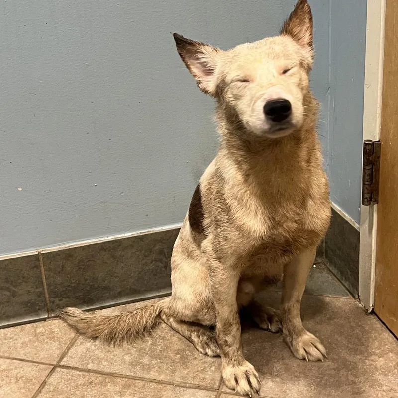 An adult medium-sized male White / Cream Mixed Breed dog named Krispy Kreme for adoption in Chattanooga, TN