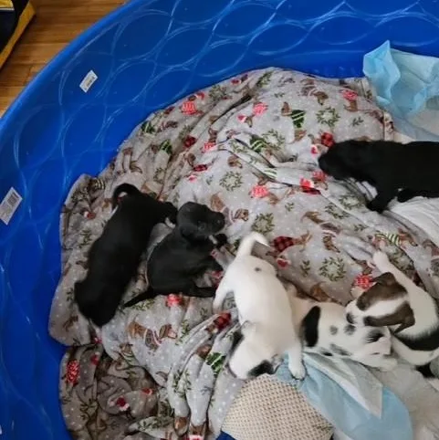 A baby small-sized female Black Chiweenie dog named McMasie for adoption in Houston, TX