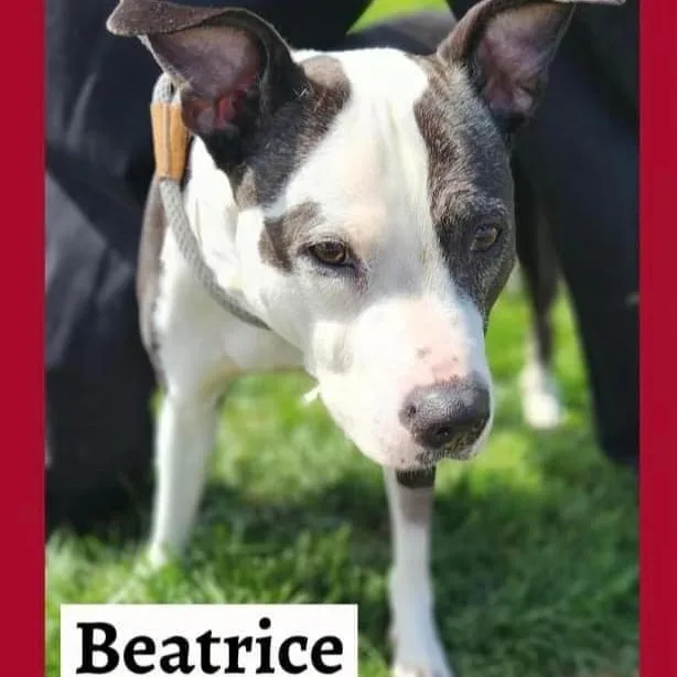 Beatrice thumbnail 2