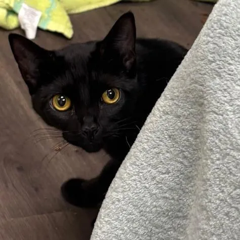 A young medium-sized male Black Domestic Short Hair cat named Radley for adoption in Spokane, WA