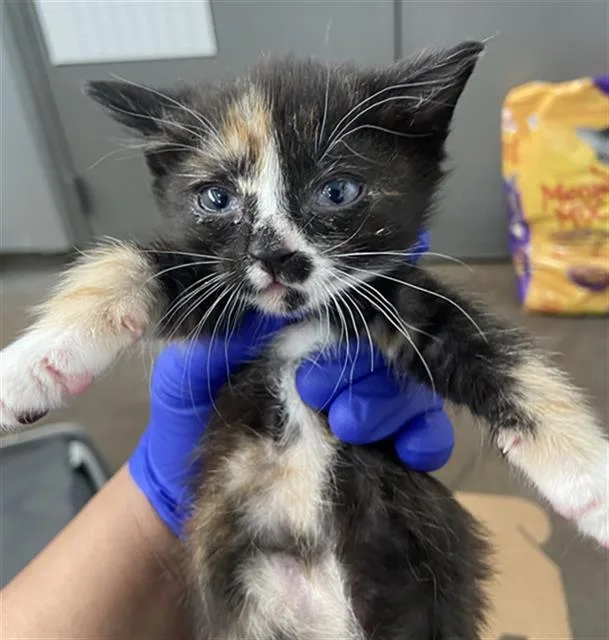 A baby medium-sized female Domestic Short Hair cat named Runt for adoption in Dallas, TX