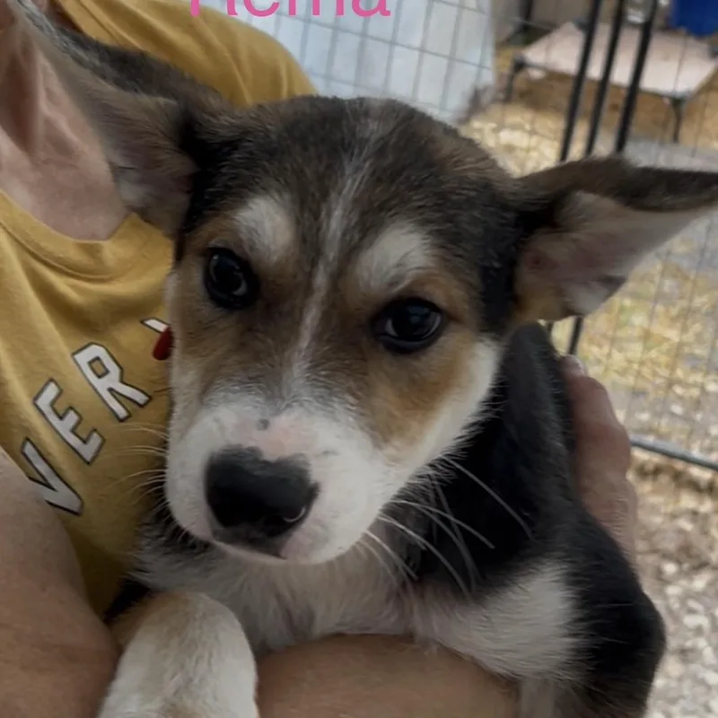 A young large-sized female Tricolor (Brown, Black, & White) Siberian Husky dog named Rema for adoption in Texarkana, TX