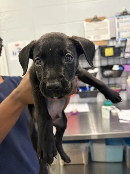 A baby small-sized male Mixed Breed dog named Shadow for adoption in Mobile, AL