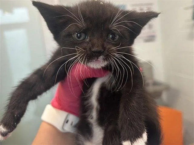A baby small-sized female Black & White / Tuxedo Domestic Short Hair cat named A for adoption in Tavares, FL