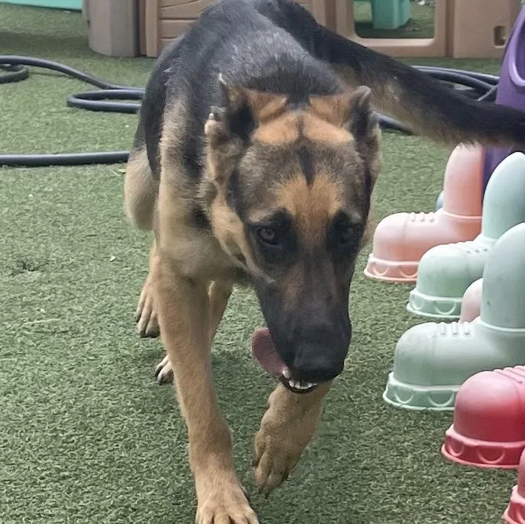 Rosalinda thumbnail 2