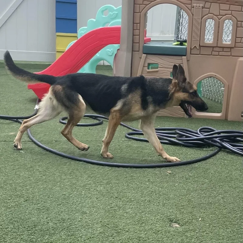 Rosalinda thumbnail 4