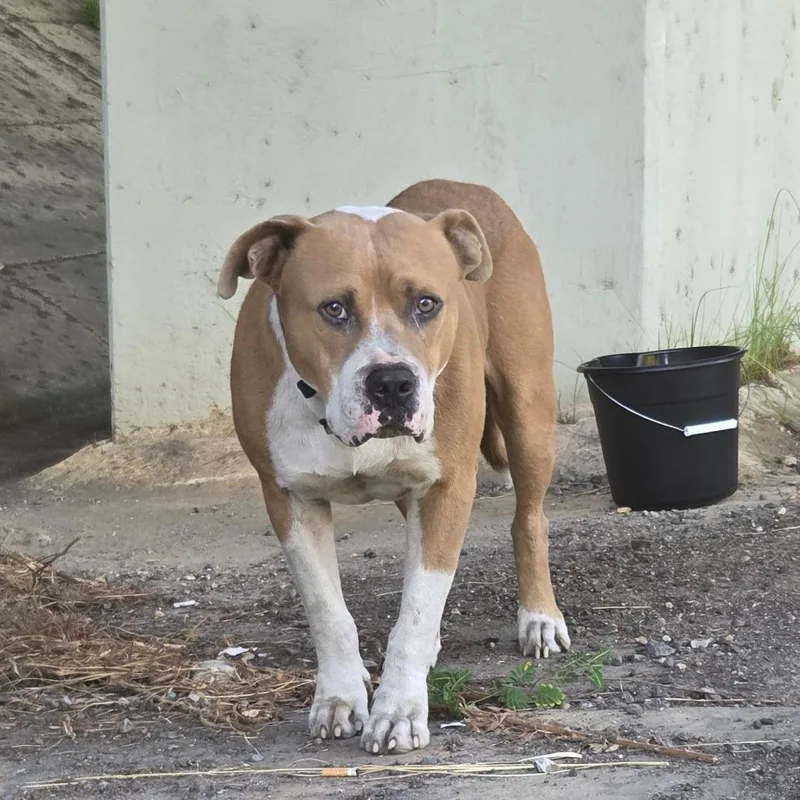 An adult large-sized male Yellow / Tan / Blond / Fawn Mixed Breed dog named StrayCussetaroad for adoption in Columbus, GA