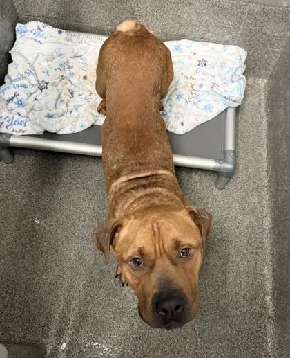 An adult medium-sized male Mixed Breed dog named Donald Pinkbeard for adoption in West Chester, PA