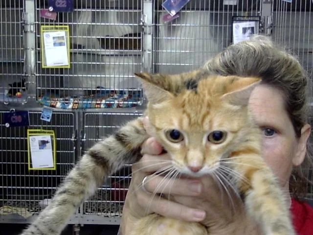 A young large-sized female Domestic Short Hair cat named Merida for adoption in Pasadena, TX