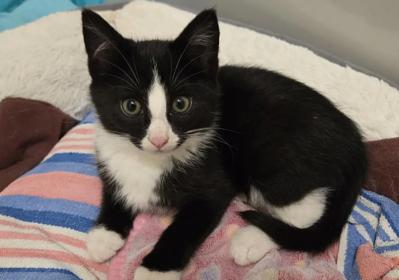 A baby medium-sized male Black & White / Tuxedo Domestic Short Hair cat named Vanta for adoption in Buford, GA
