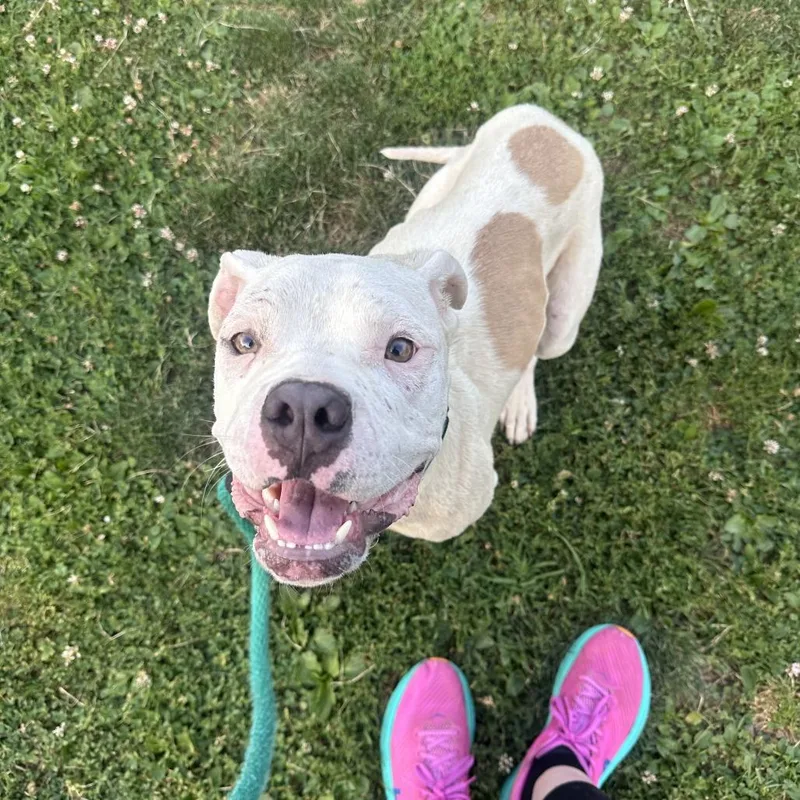An adult medium-sized female White / Cream Mixed Breed dog named Dottie for adoption in Philadelphia, PA