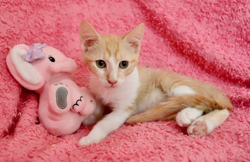 A baby medium-sized female Orange & White Turkish Van cat named Emmy for adoption in Saint Augustine, FL