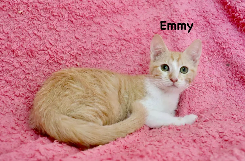 Emmy thumbnail 2