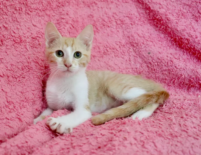 Emmy thumbnail 4