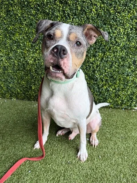 An adult large-sized male Terrier dog named Marty for adoption in Naples, FL