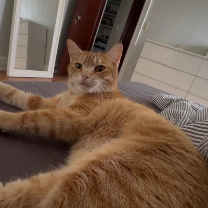 An adult medium-sized female Orange / Red Domestic Short Hair cat named Treasure for adoption in Middle Village, NY