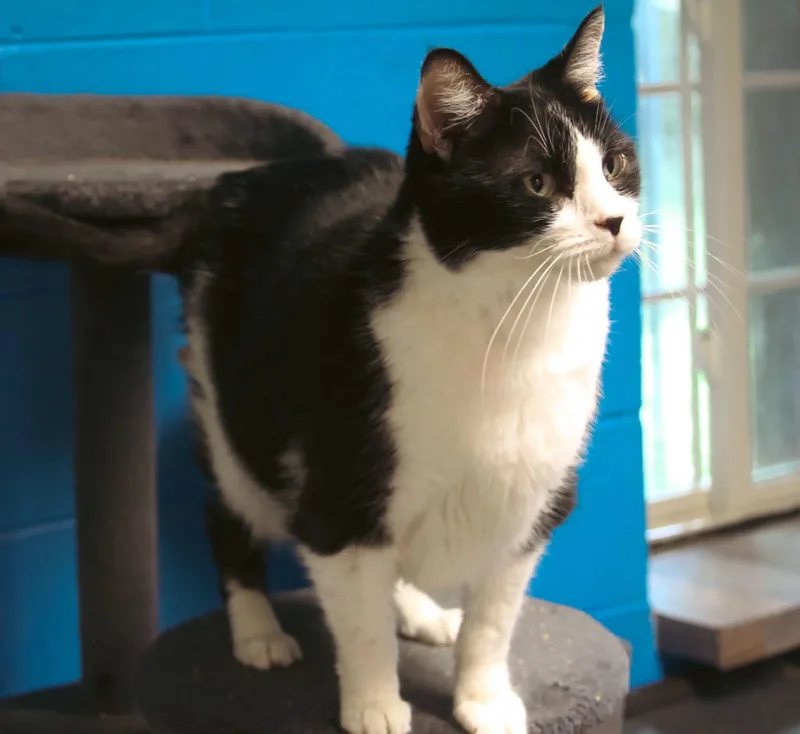 An adult medium-sized female Black Domestic Short Hair cat named Frankie for adoption in Salem, WV