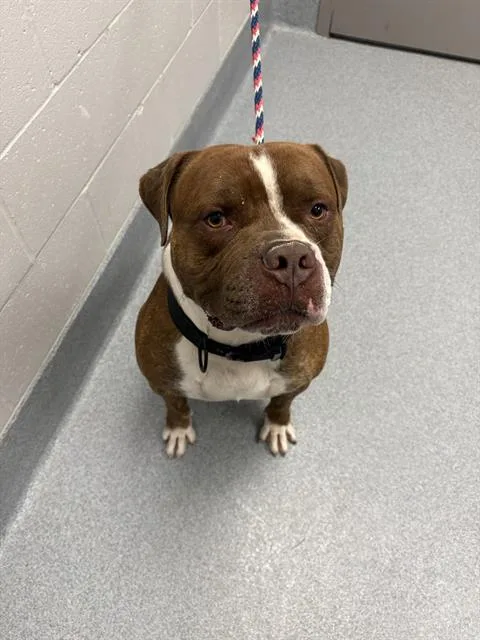 A young large-sized male Boxer dog named Berkley for adoption in Indianapolis, IN